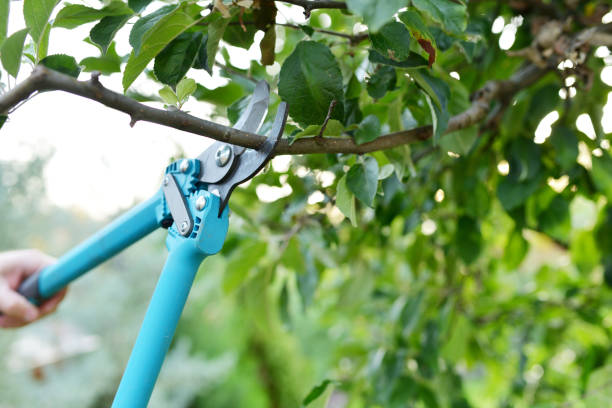 Tree Branch Trimming in Sneads Ferry, NC